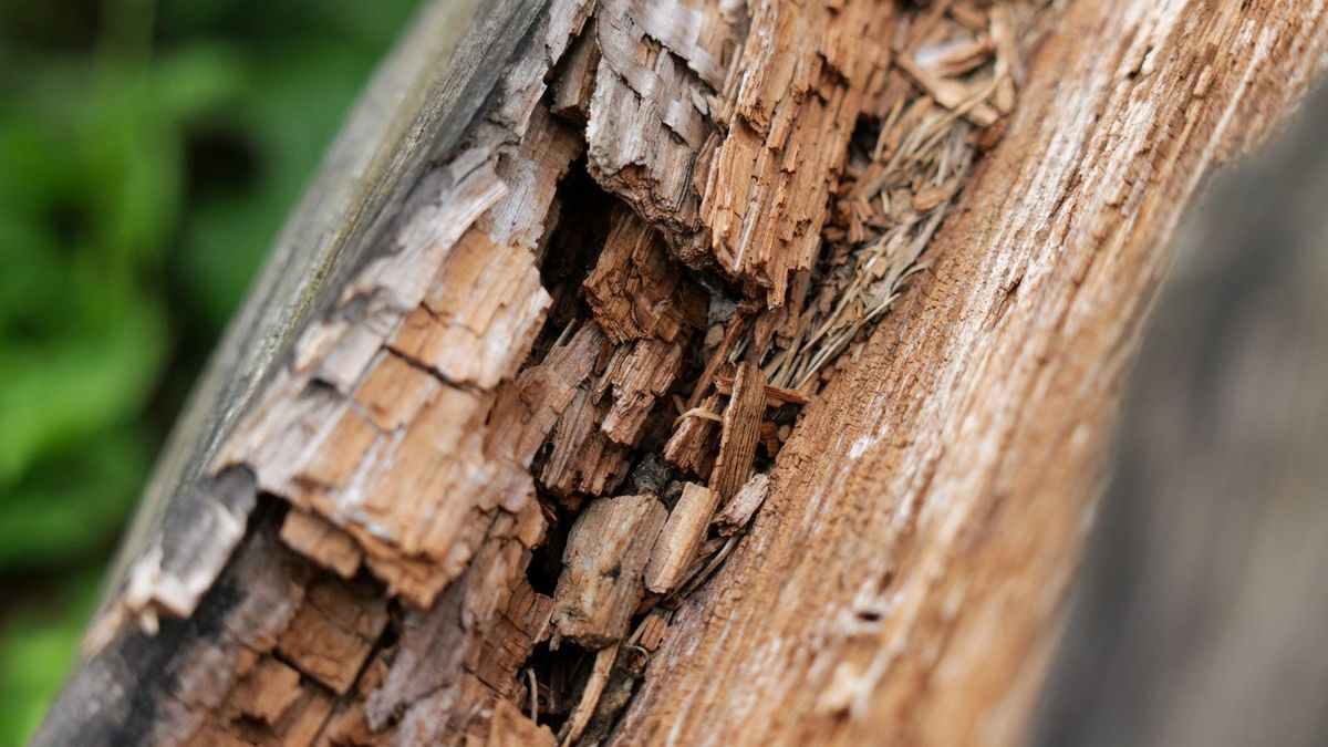Bois attaqué par la mérule : fibres brunies et pourriture cubique caractéristique