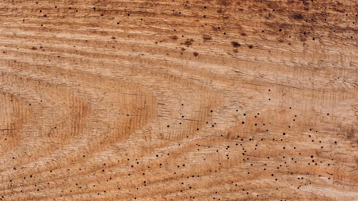 Trous de sortie et vermoulure du capricorne des maisons dans une pièce de bois