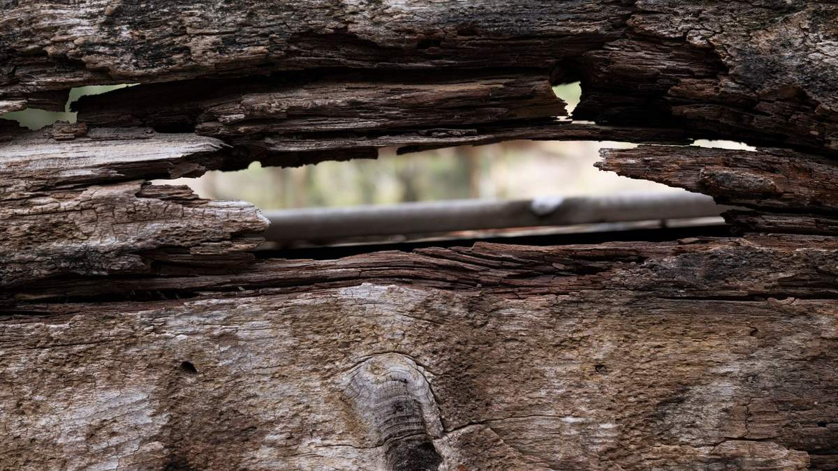 Prix d'un traitement termites : bois attaqué par les insectes xylophages