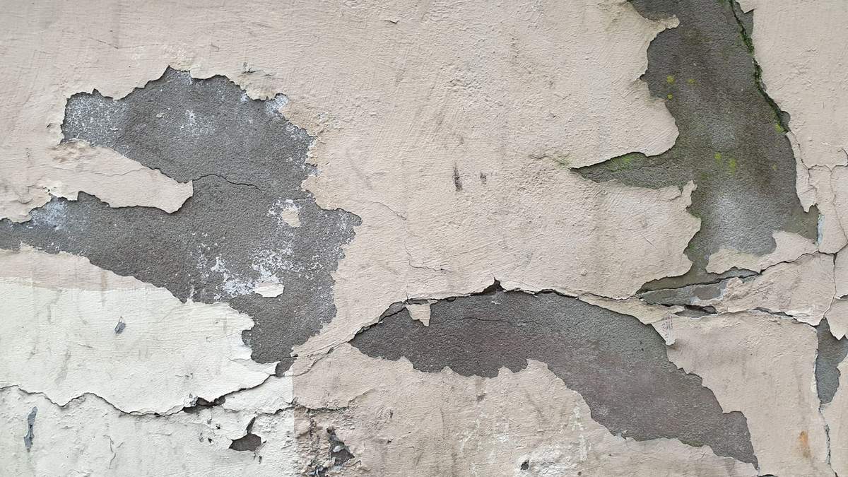 Mérule et humidité : mur ancien dégradé par l'eau